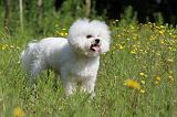 BICHON FRISE 442